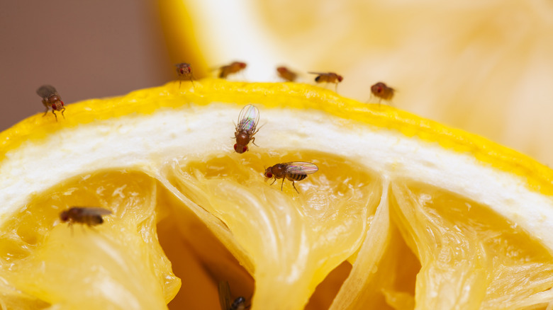 fruit flies infest lemon peel