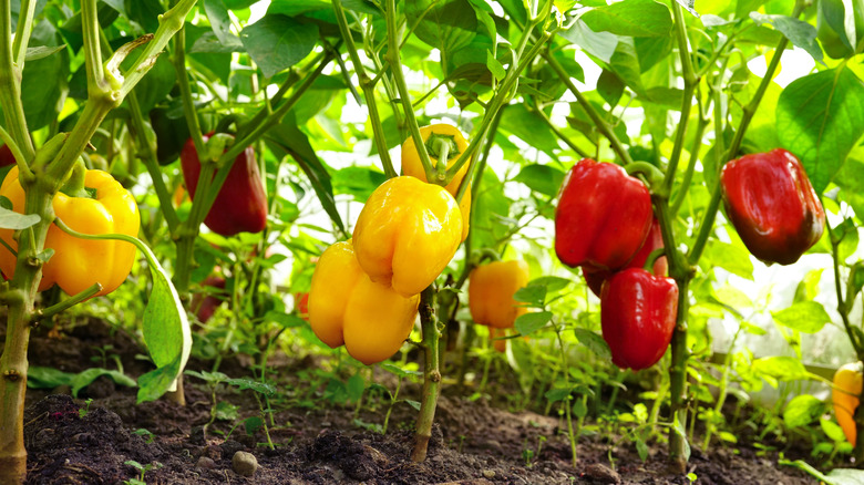 Bell peppers on plants