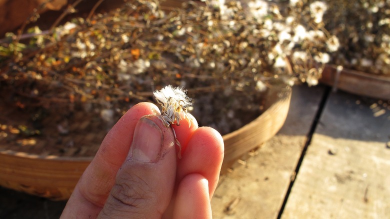 hand holding dry lettuce seeds
