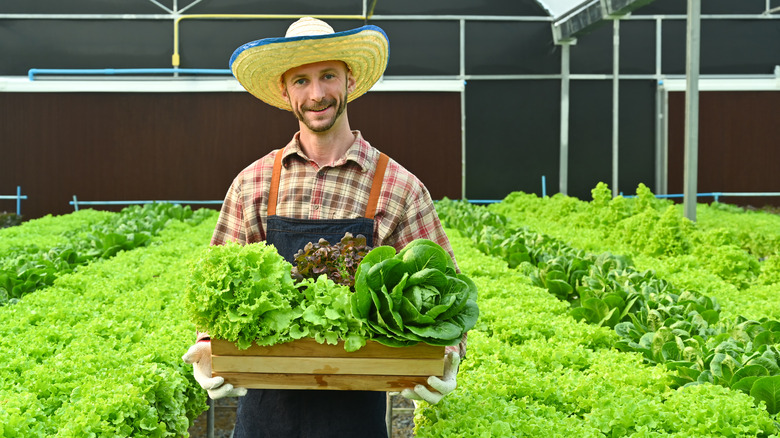 farmer holding freshly harvested lettuce
