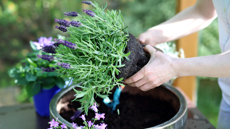 Person planting lavender in pot