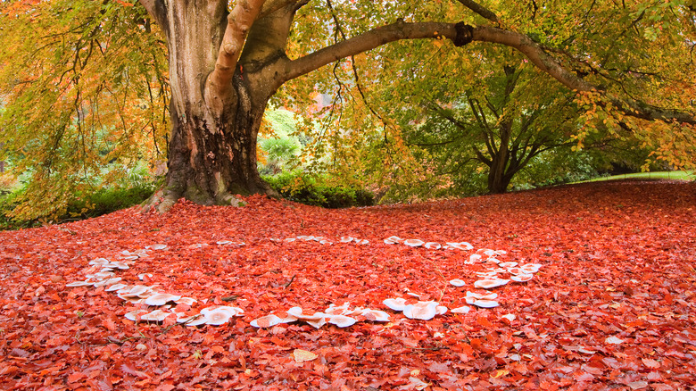 fairy ring of mushrooms