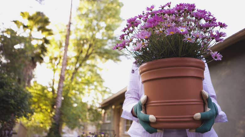 Woman holding potted plant