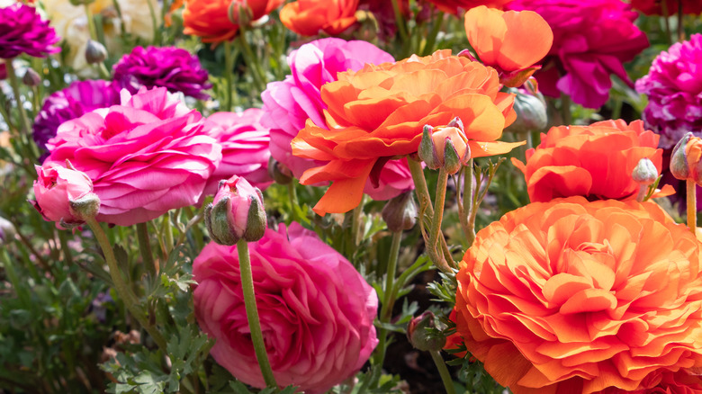 Colorful ranunculus blooms in field