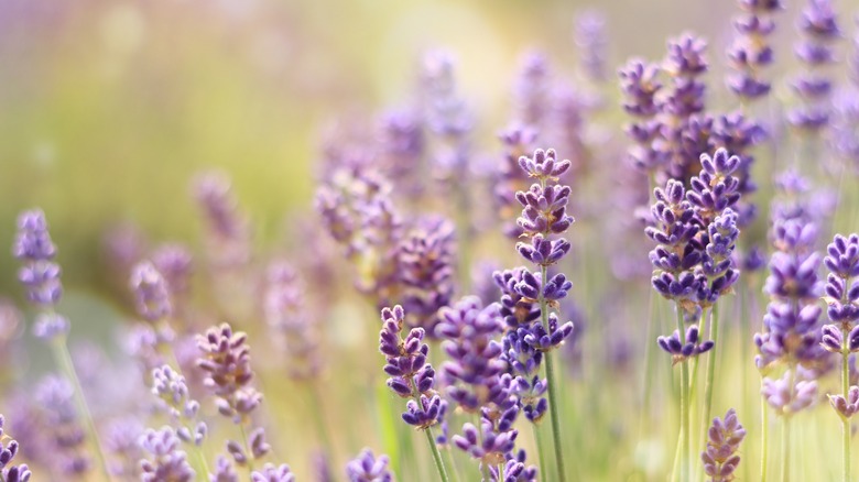 lavender flowers