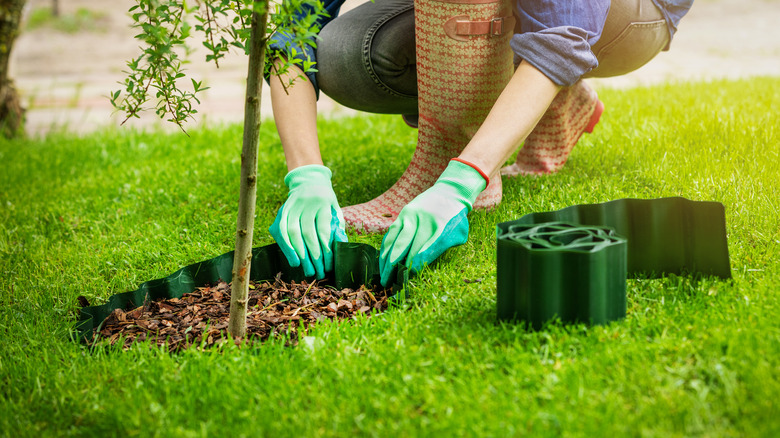 Gardener edging small tree