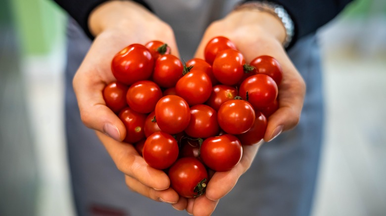 Hands holding ripe tomatoes