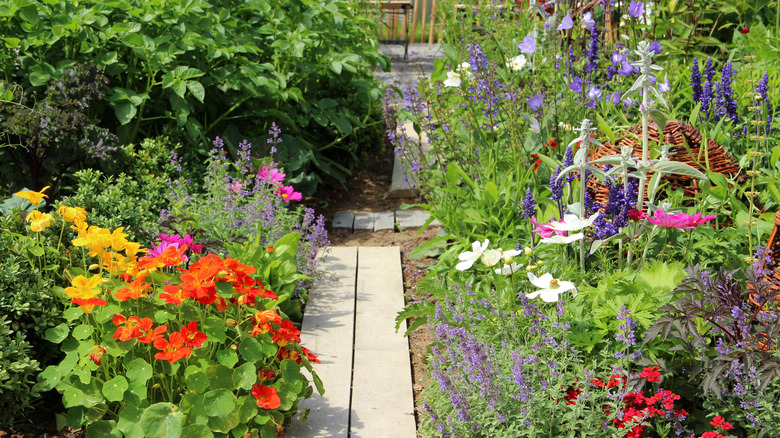 a wildflower garden with a pathway through a yard