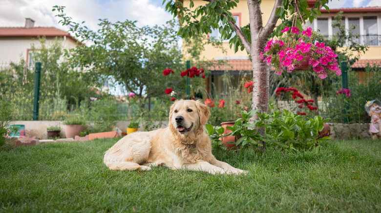 dog laying in green backyard