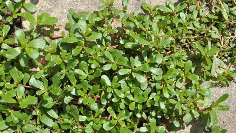 Purslane overgrowth