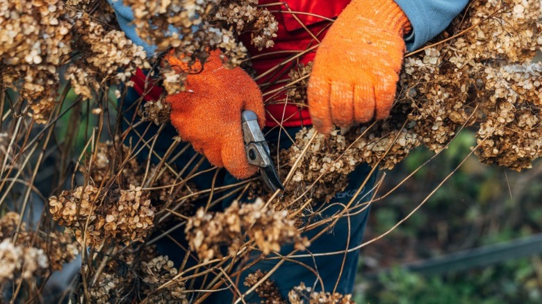 A gardener wearing gloves trims wilted hydrangea flowers.