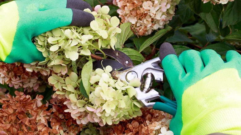 Gloved-hands pruning hydrangea inflorescences in the garden