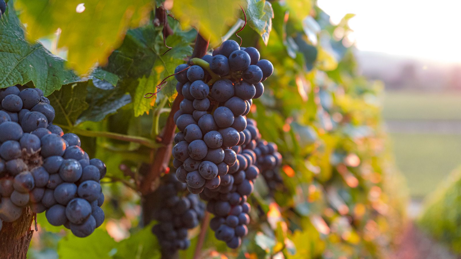How to prune grape vines like a pro for more growth
