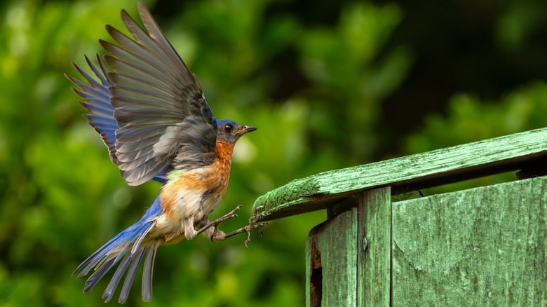 bluebird flying into birdhouse