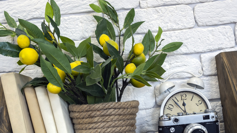 potted lemon tree on shelf
