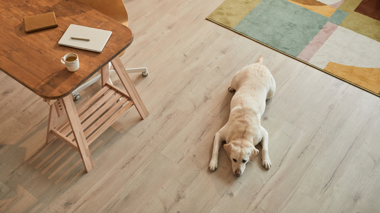 Dog laying on hardwood floor