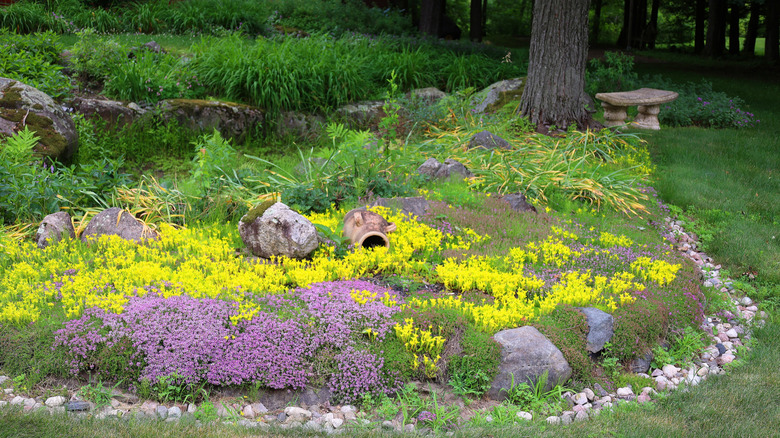 Creeping phlox forms a carpet and should be cut back in the fall
