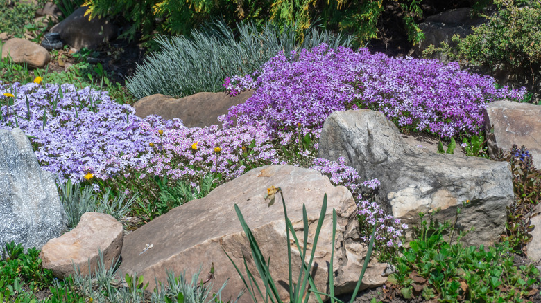 Creeping phlox makes a statement in rock gardens