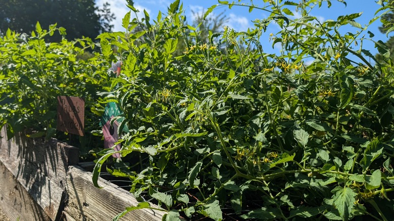 A wood garden box with plants under the sun.