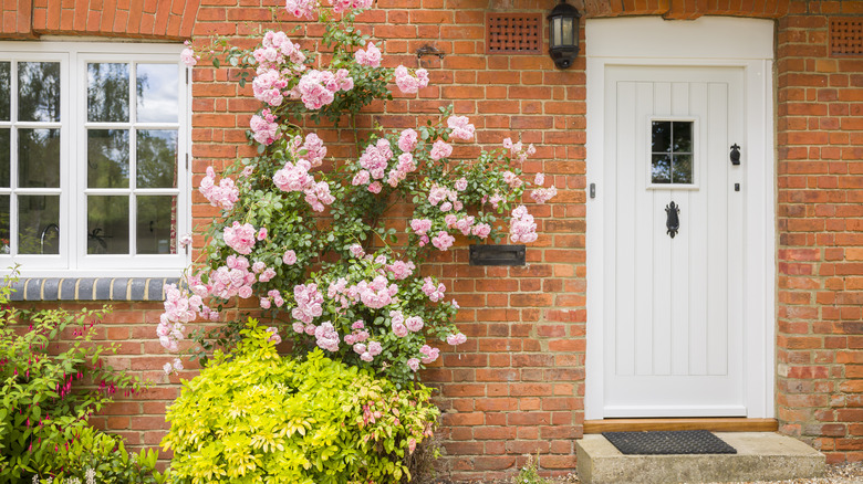 climbing roses on brick house