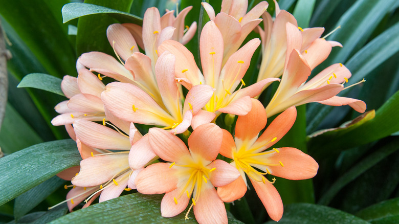 Light yellow clivia in bloom