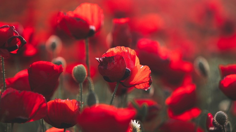 Poppies in the garden