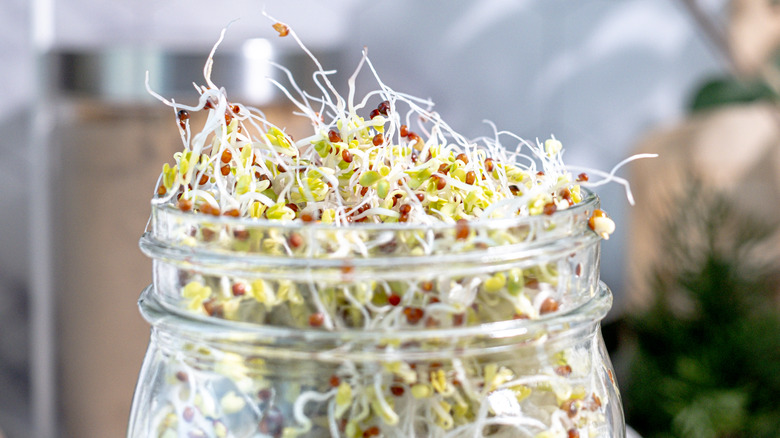 Broccoli sprouts in a glass jar