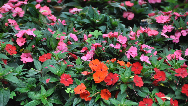 A mass display of pink and red impatiens growing in a garden