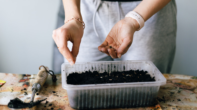 Gardener sowing seeds into a takeout container filled with seed raising mix