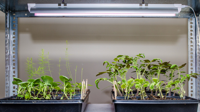 Various young seedlings under a grow light indoors