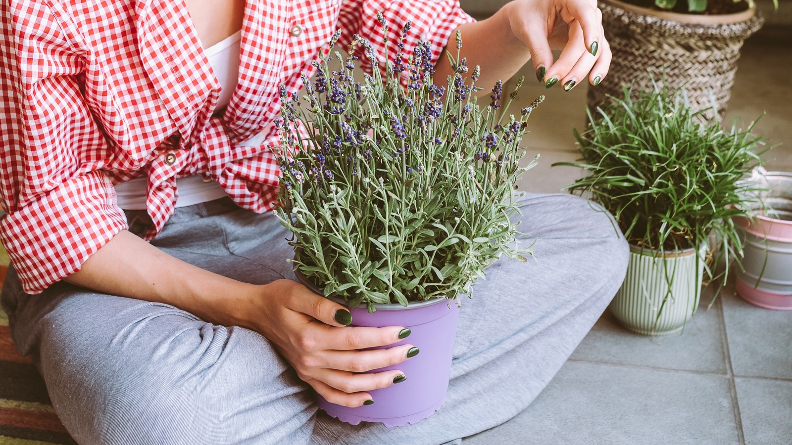Tips For Growing Luscious Lavender Indoors As A Houseplant