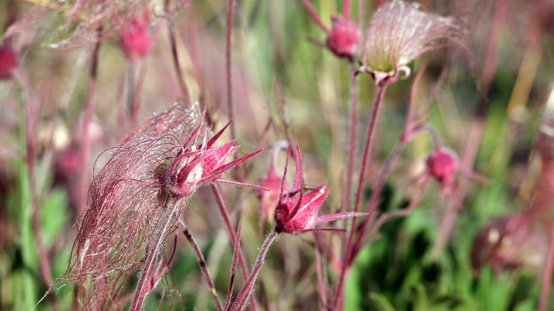 Prairie smoke flowers