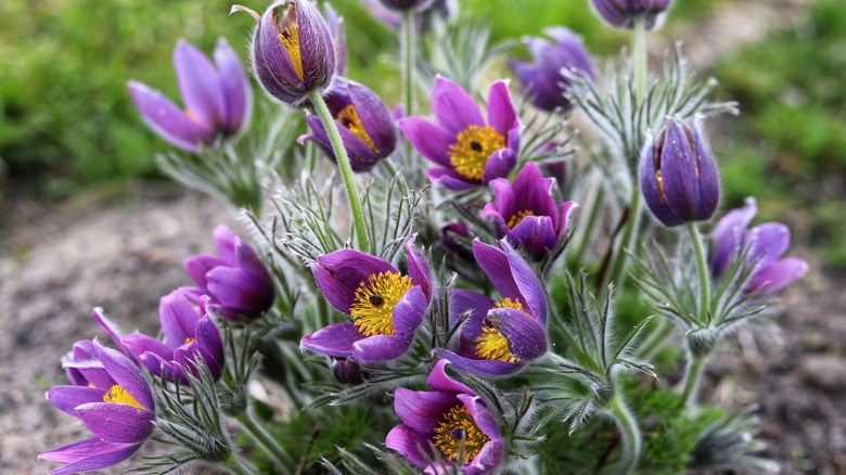 purple pasqueflowers 