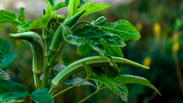 Okra plant in garden