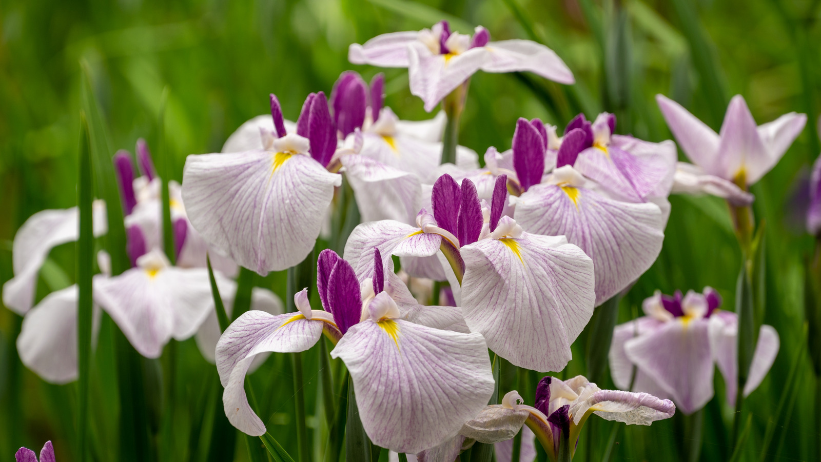 How To Harvest Iris Seeds To Plant And Grow For New Blooms