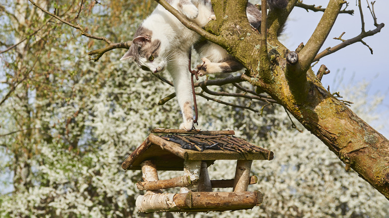 Cat in tree touching bird house