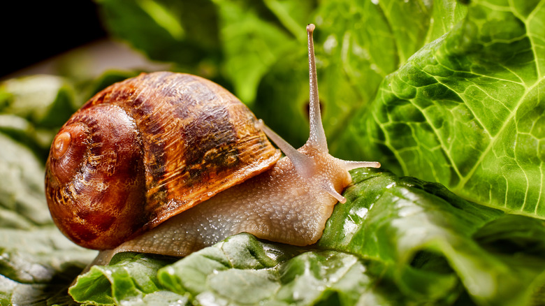 Snail on a leaf