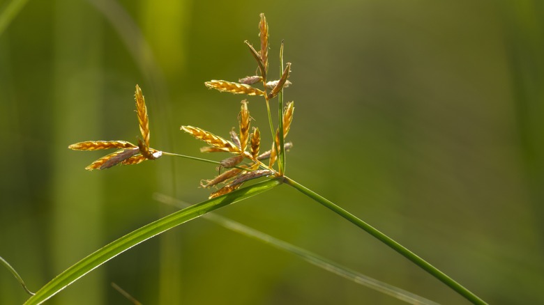 Close up image of nutsedge