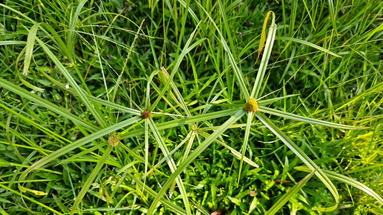 Nutsedge growing in a yard