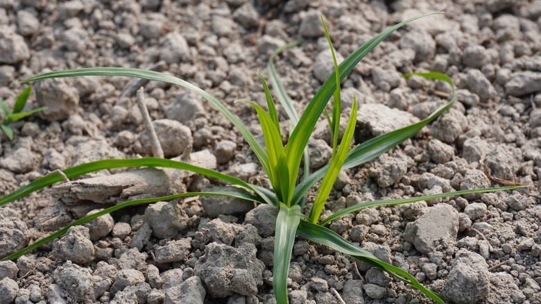 A small nutsedge weed