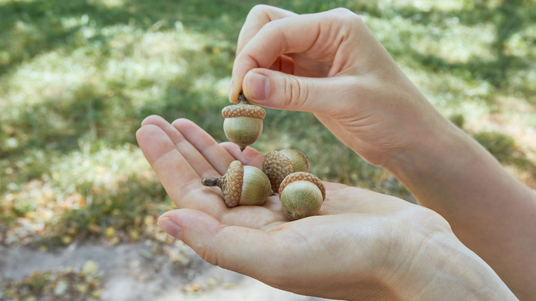 Hands holding four acorns