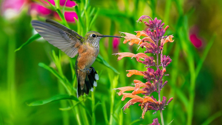 A hummingbird feeding from a pink hummingbird mint plant.