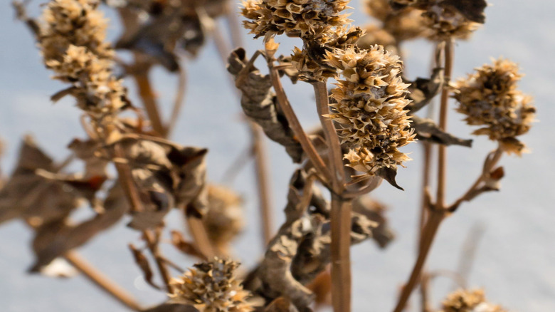 Dead anise hyssop flowers in winter.