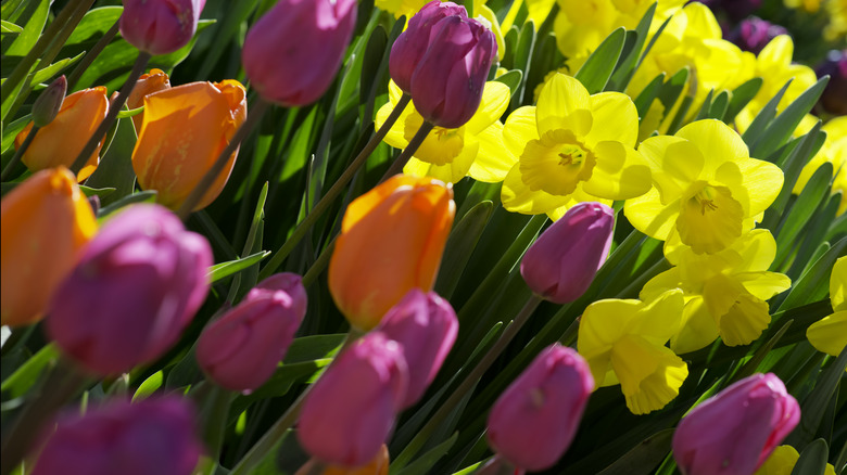 tulips and daffodils