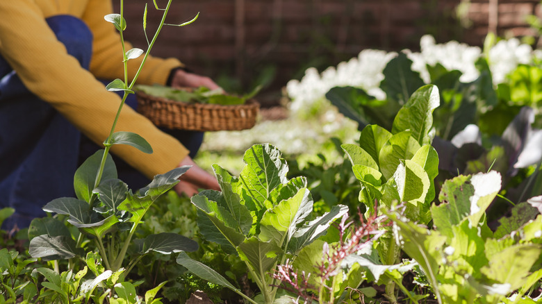 Gardener harvesting autumn greens.