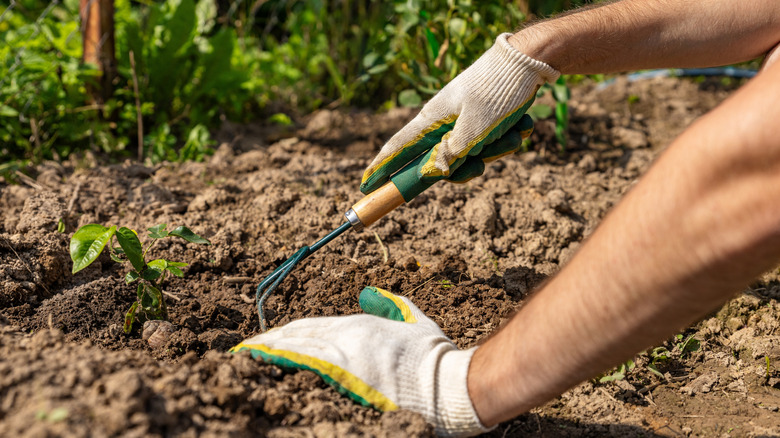 Gardener cleaning soil with hand tool.