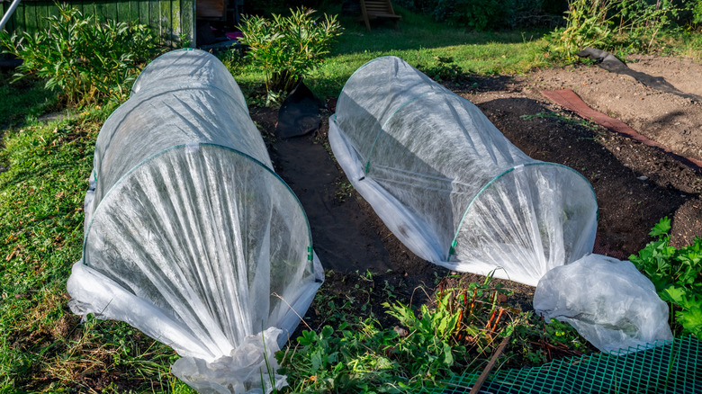 Hoops and fabric in garden for frost protection.