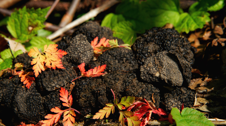 truffles growing