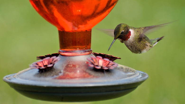 Hummingbird flying near a hummingbird feeeder