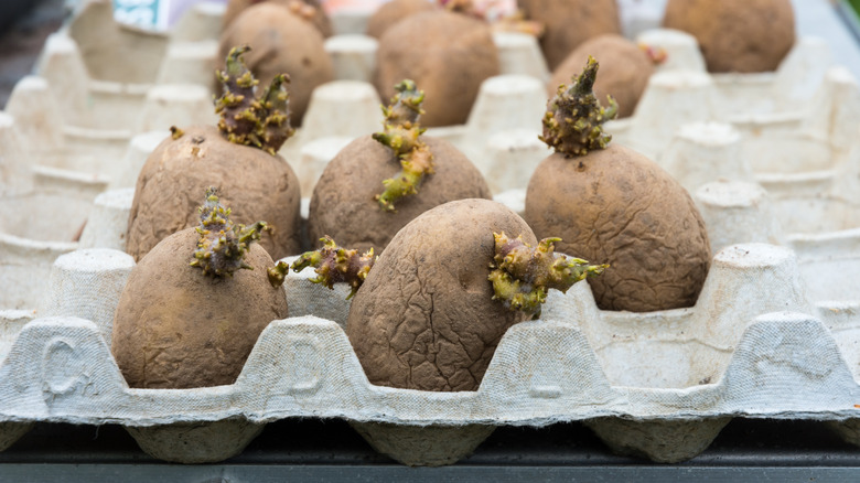 close up of chitting potatoes